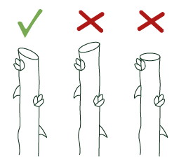 technique taille rosier Herbasse Services - Taille rosier CESU