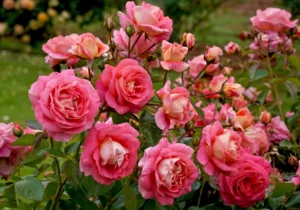 Photo d'un rosier taillé à bourg de Péage