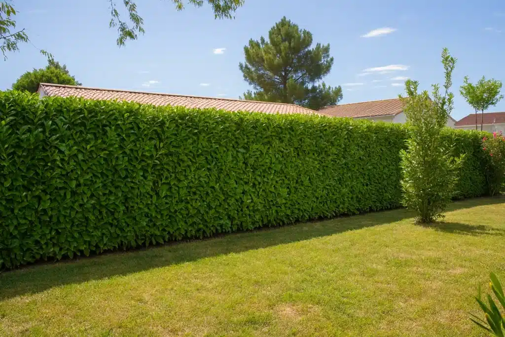 Haie de Laurier palme bien taillée dans un jardin à Clérieux, Romans ou Valence, dense et régulière, au feuillage vert brillant persistant.