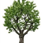 Cerisier adulte taillé après la récolte – taille des fruitiers à noyaux autour de Romans